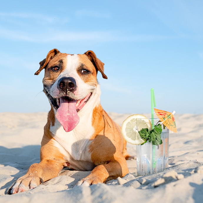 Beach Tips for Pet Owners in Florida